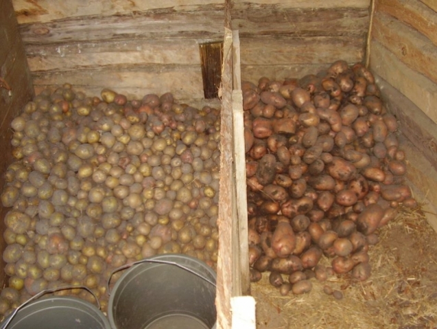 Хранение картофеля зимой в домашних условиях